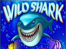 Wild Shark. 